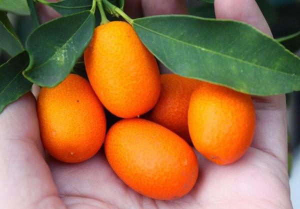 Kumquats BIO bien mûr et juteux