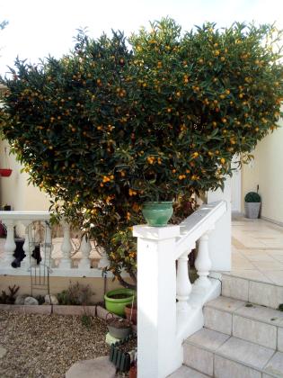 Kumquats BIO bien mûr et juteux