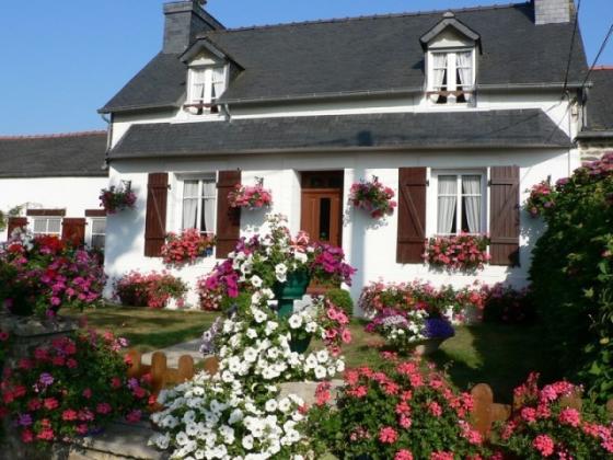 Le grand Hortensia centre Finistère
