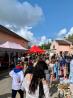 Puces annuelles