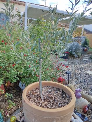 Petit olivier dans pot en terre