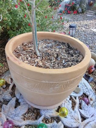 Petit olivier dans pot en terre