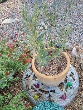 Petit olivier dans pot en terre