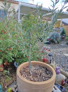 Petit olivier dans pot en terre