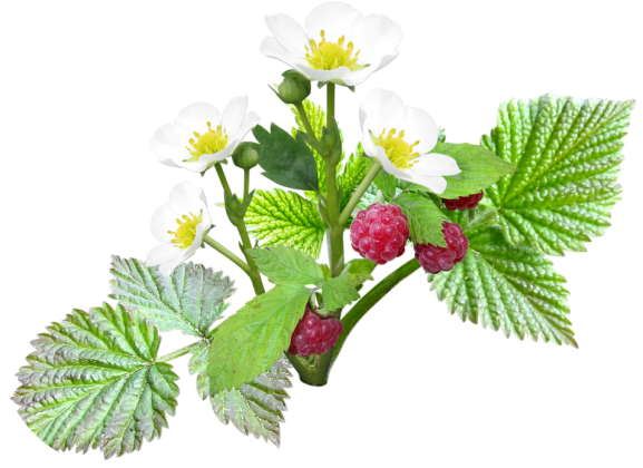 Foire aux plantes - Vire