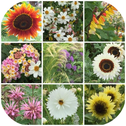 Foire aux fleurs et plantes - Broglie