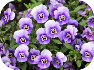 Bourse aux plantes - Freneuse