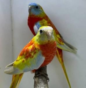Bourse aux oiseaux - Oisemont