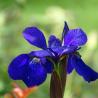 Vente de plantes - Coutances