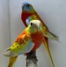 Bourse aux oiseaux - Oisemont